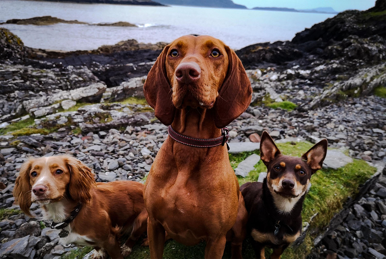 End of life care for your beloved animals